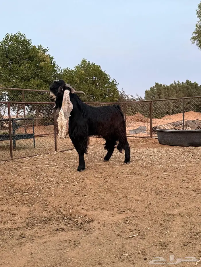 للبيع تيس فحل عارضي 2