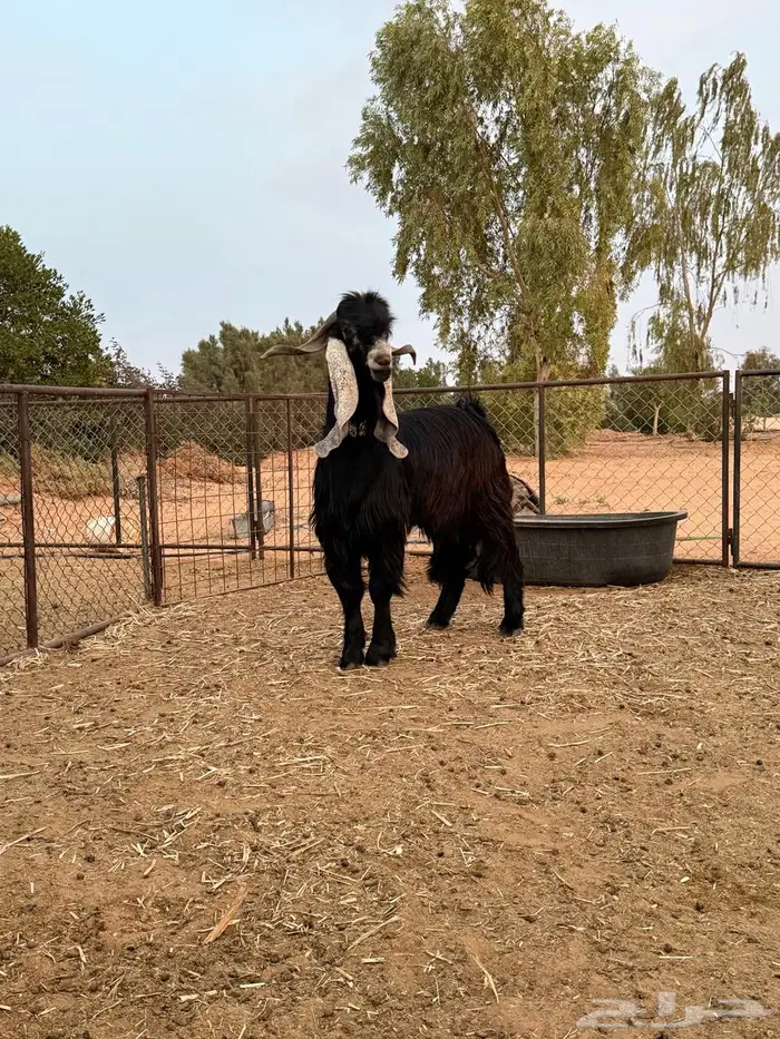 للبيع تيس فحل عارضي 3