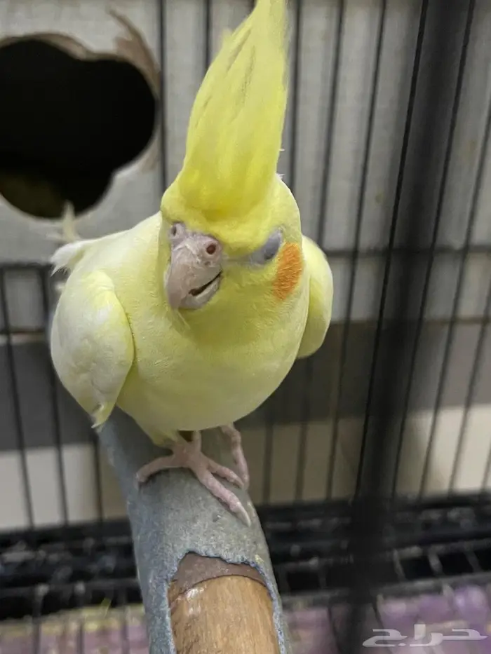 ببغاء كروان 300ريال 1
