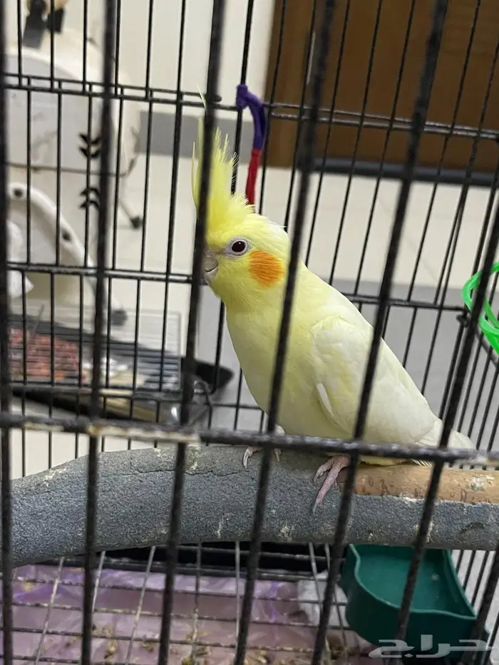 ببغاء كروان 300ريال 0