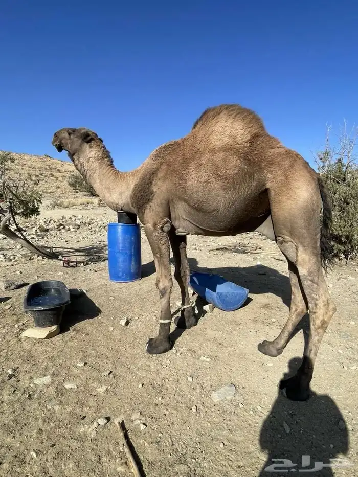 بعير فاخر مشروط 1