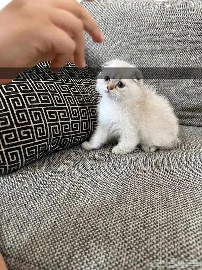 قط كيتن سكوتش 0