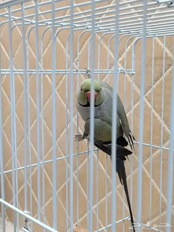 جوز درة الانثى زرقاء والذكر رصاصي 2