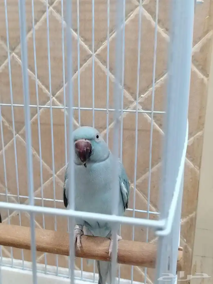 جوز درة الانثى زرقاء والذكر رصاصي 3