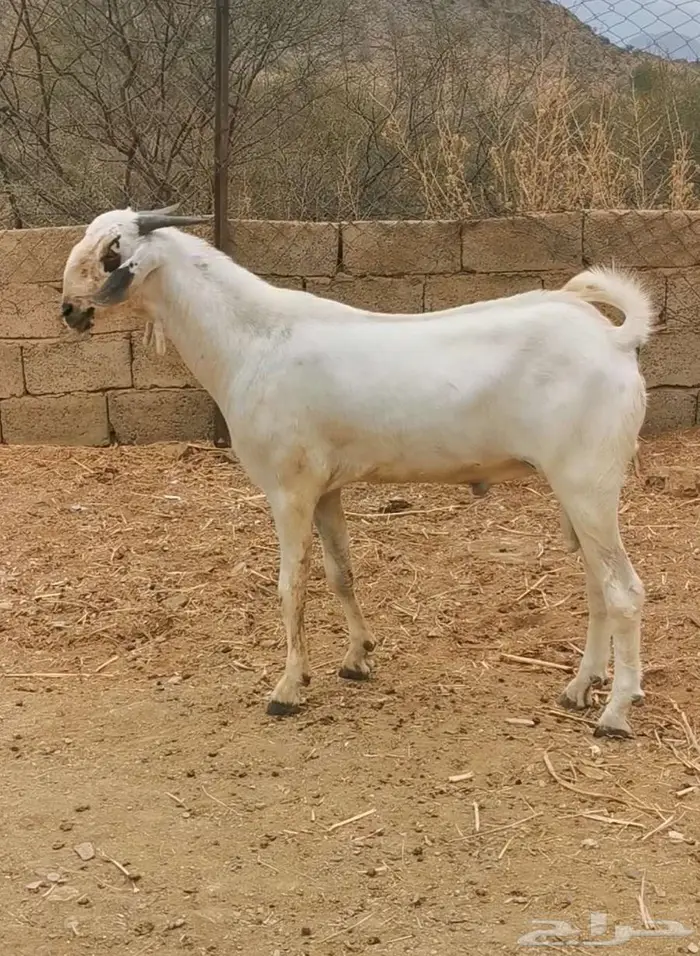 للبيع مشروع فحل بيشي 0