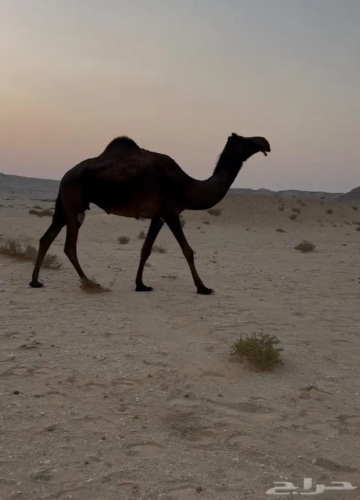 للبيع ناقه مجهم عشرا كفو 1