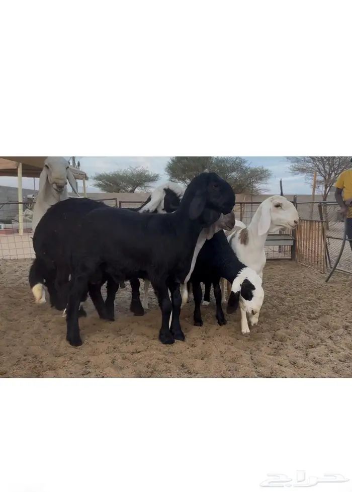 فحل ساكني صنف معرف 0