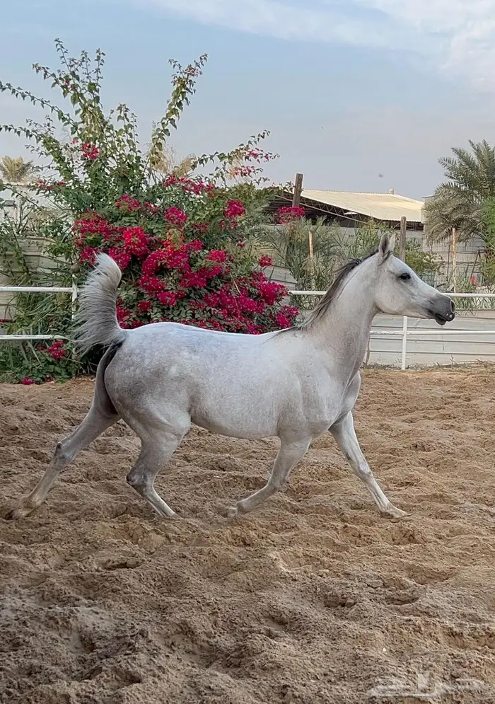 فرس واهو فاخره لقاح على البطل حابس الزبير 3