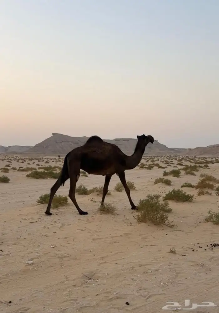 للبيع ناقه مجهم عشرا كفو 2