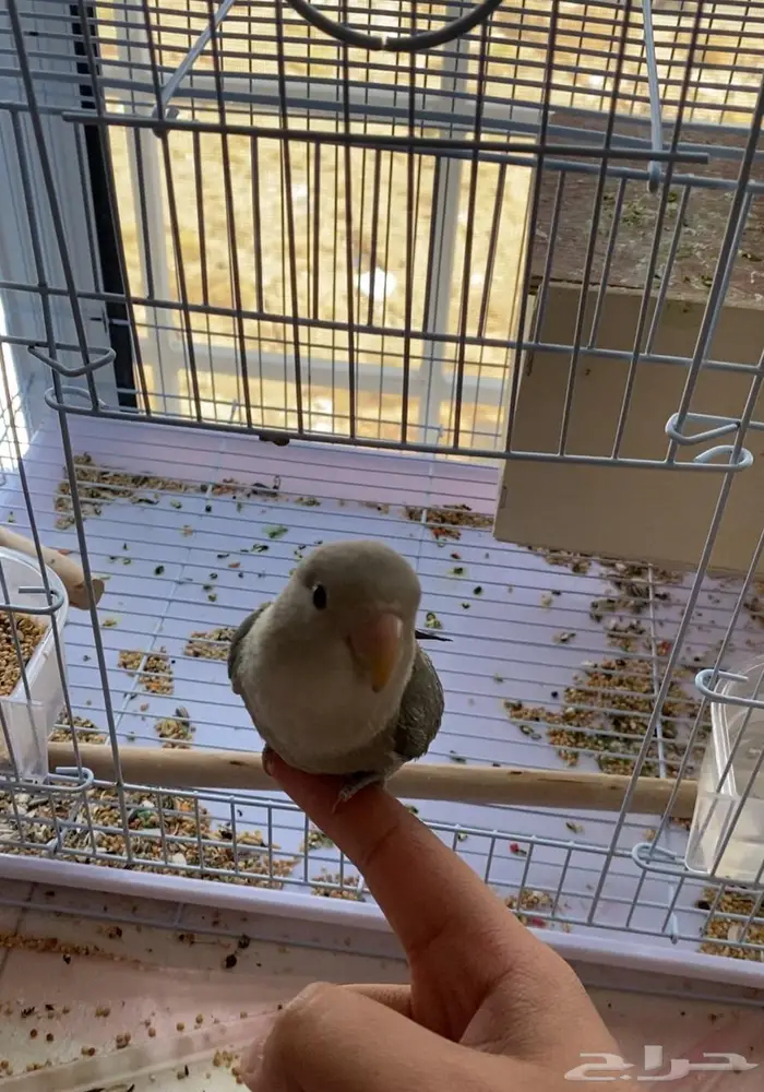 للبيع  عصافير روز أليفين 2