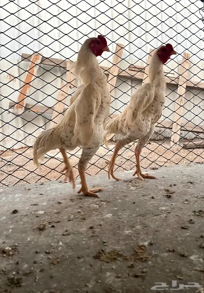 ديوك كوشامو انتاج خوارج 0