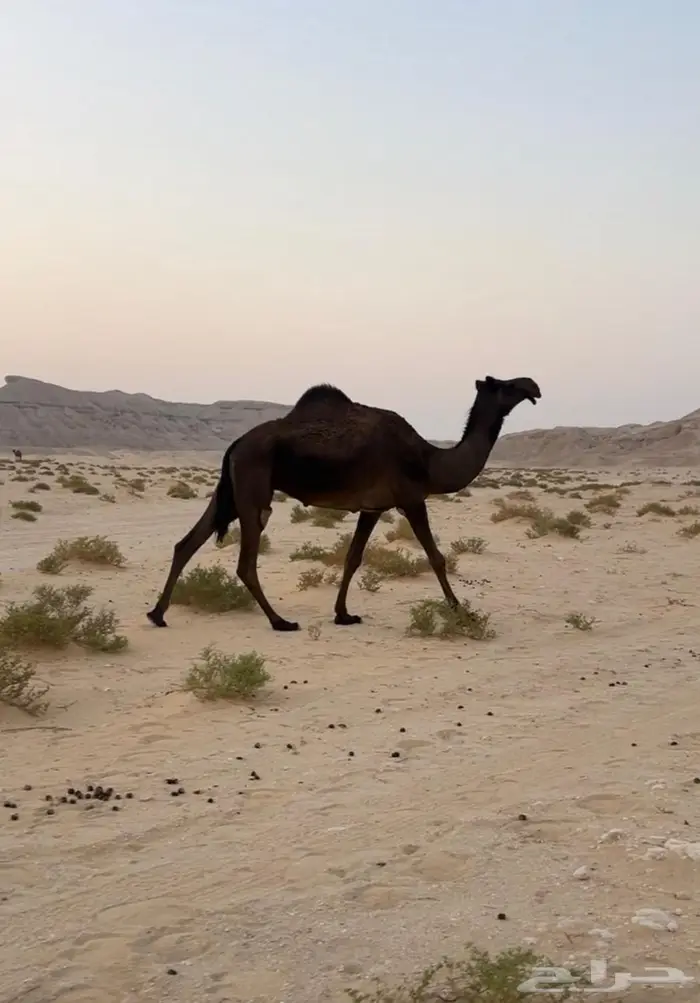 للبيع ناقه مجهم عشرا كفو 0