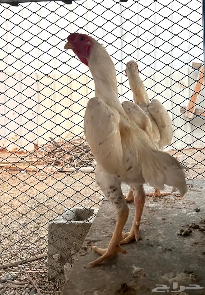 ديوك كوشامو انتاج خوارج 1