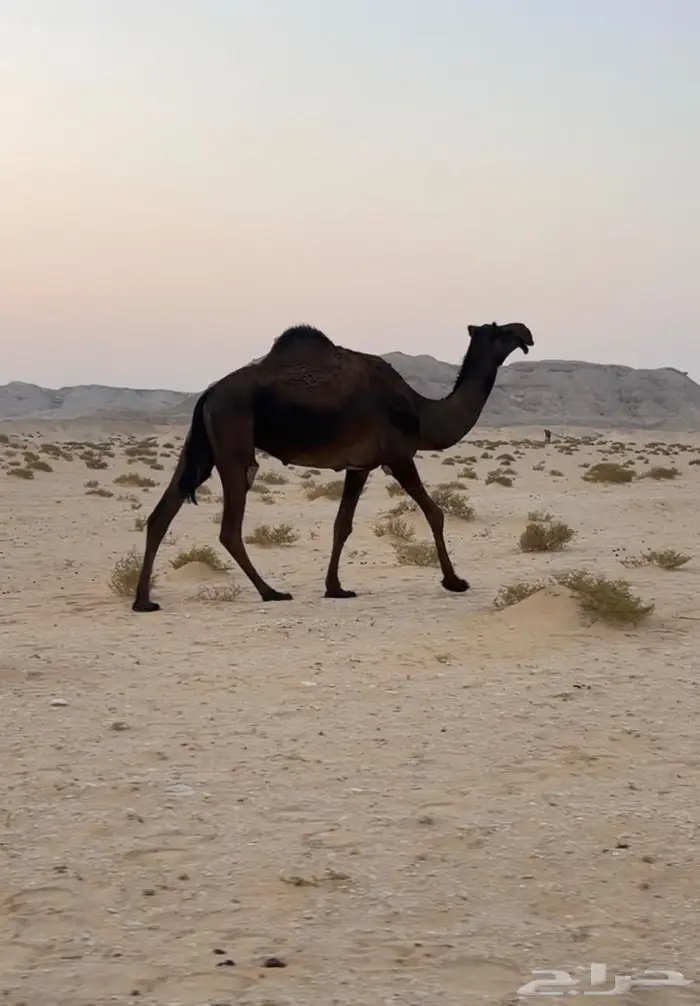 للبيع ناقه مجهم عشرا كفو 3