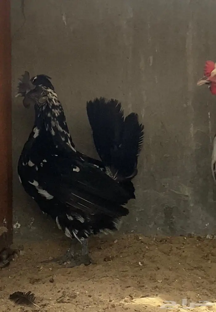 دجاج حباحب ديك ودجاجتين 0