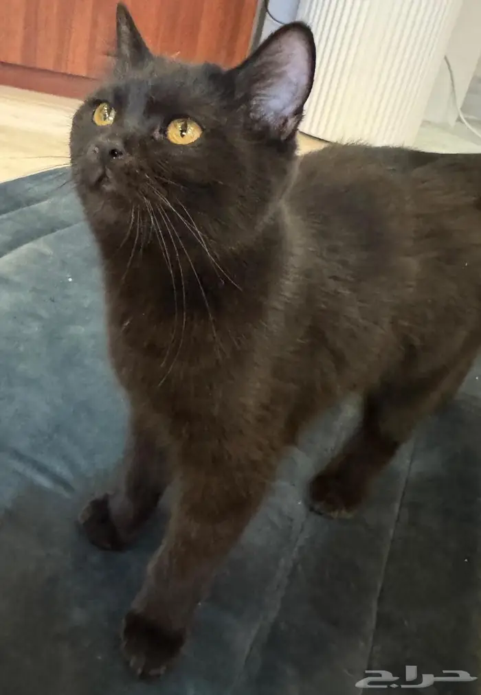 3 قطط تبني 0