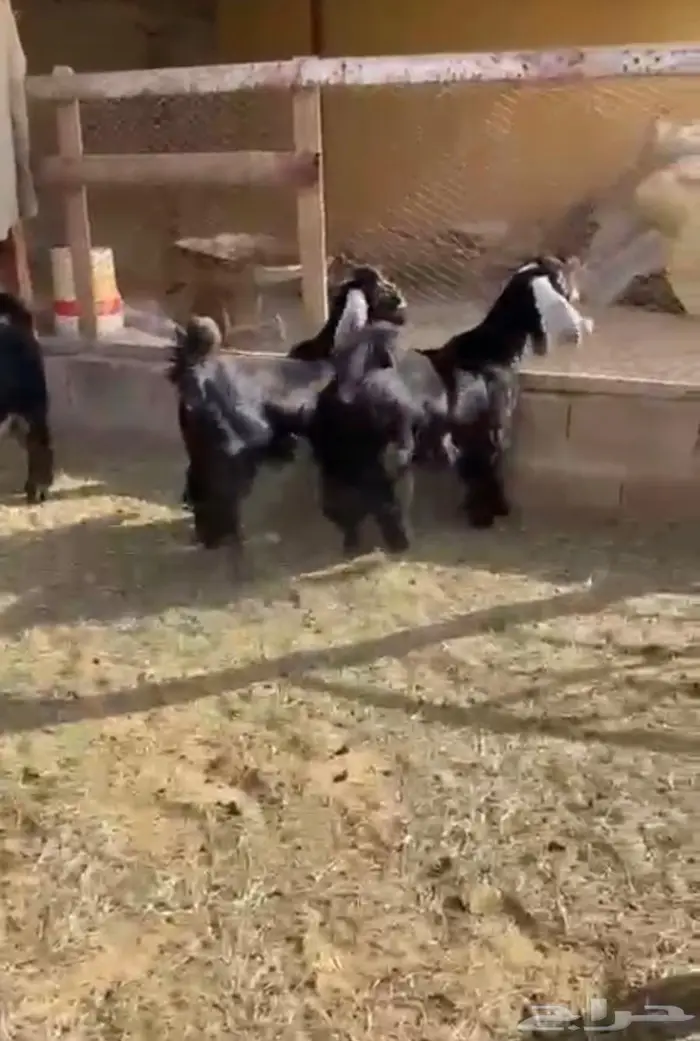 ثلاث جفار وتيس عوارض اصل معرفه تعاريف قويه 1