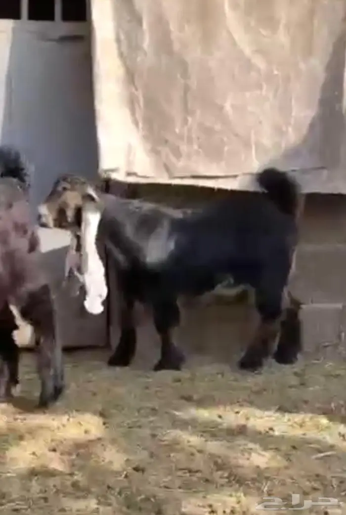 ثلاث جفار وتيس عوارض اصل معرفه تعاريف قويه 3