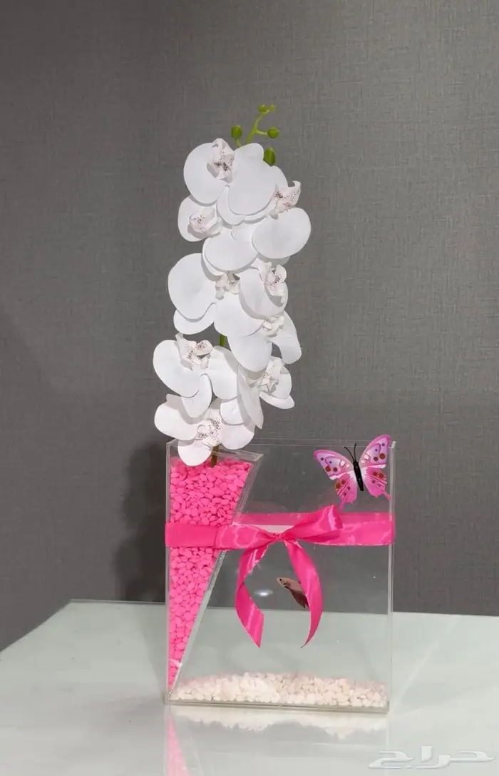 اسماك فايتر و سلاحف مع احواض 5