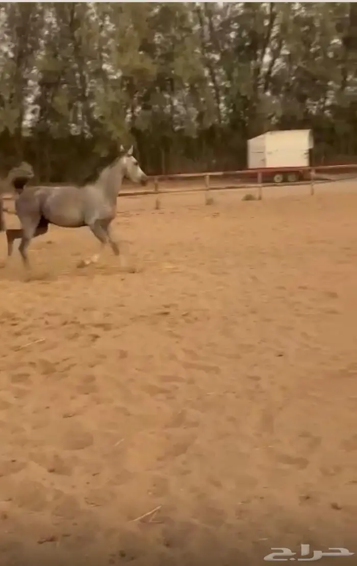 فرس شعبيه عربيه شيخه للبيع 3