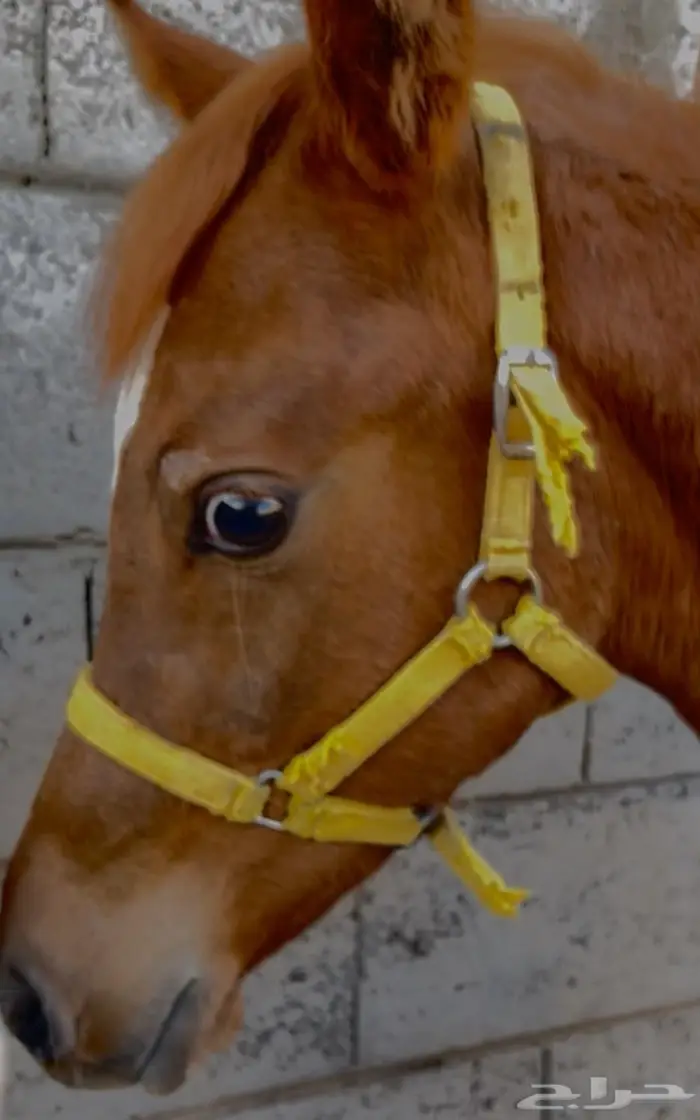 السلام عليكم ورحمة الله وبركاته مهر واهو دم قوي 0