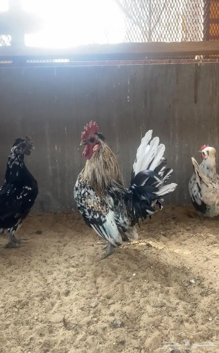 دجاج حباحب ديك ودجاجتين 4