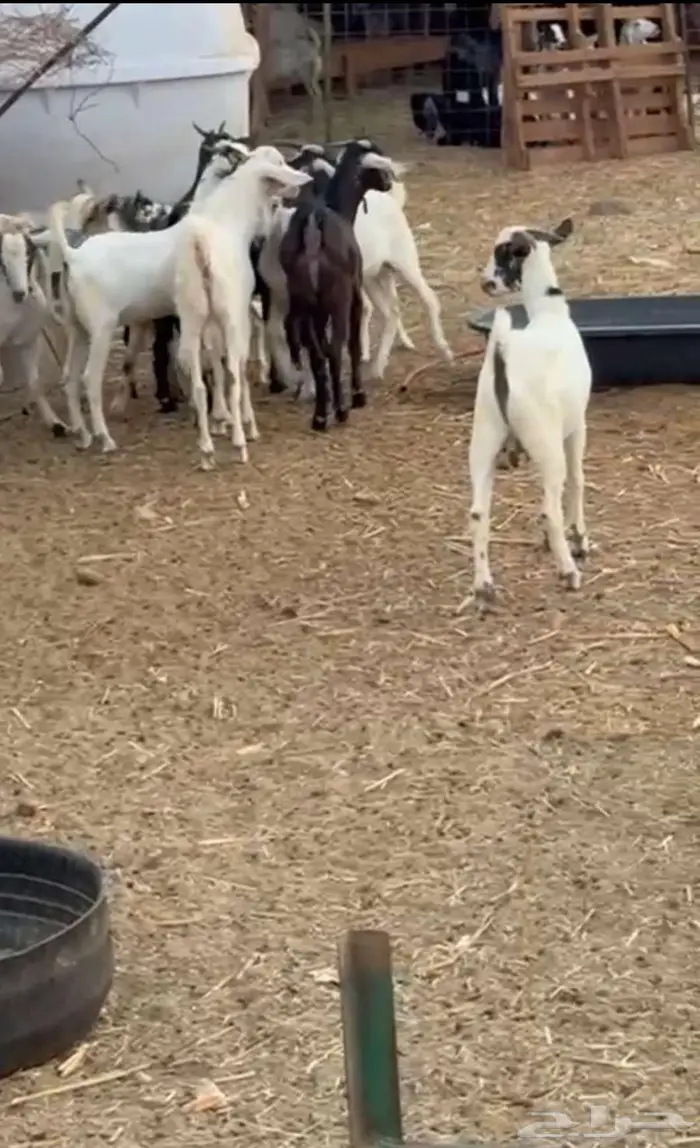 تيوس بيشيه فل شحم نظيفة من اي شي 2