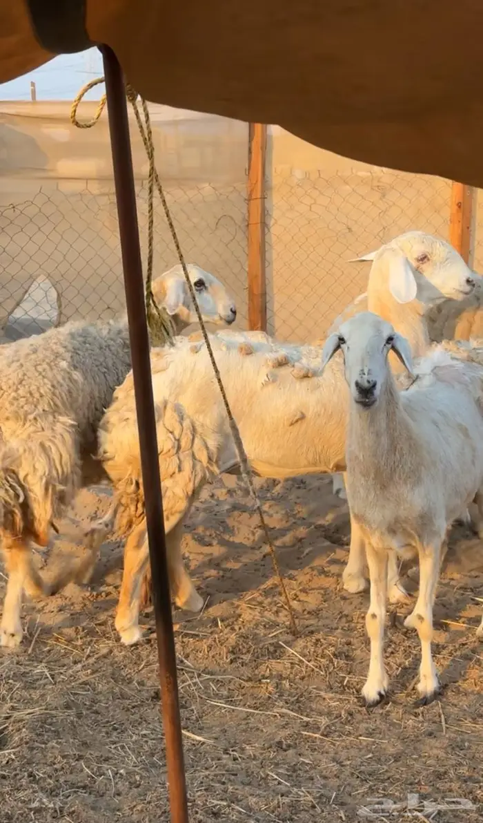 رخل سواكنيه ابوها حري وامها درمانيه صنف 2