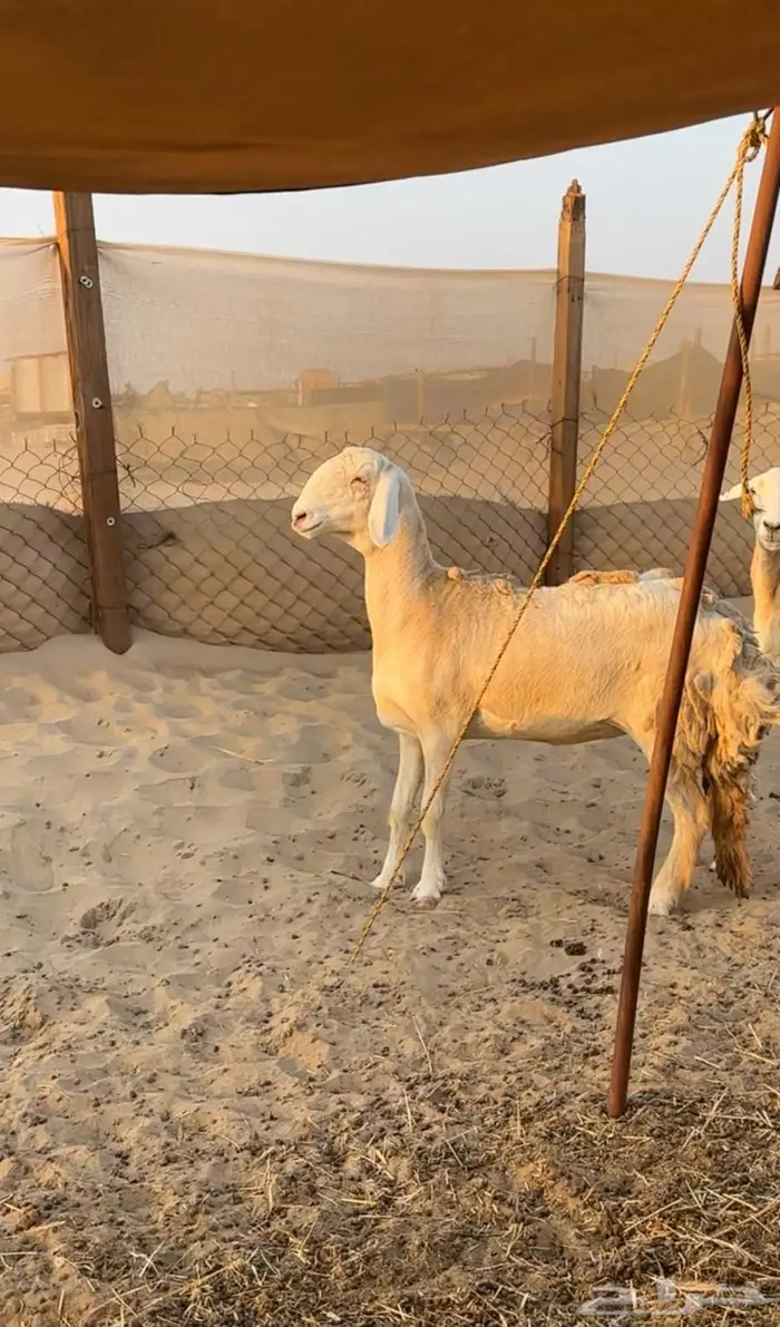 رخل سواكنيه ابوها حري وامها درمانيه صنف 1