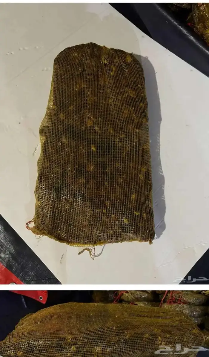 تمر علف مدبس 0