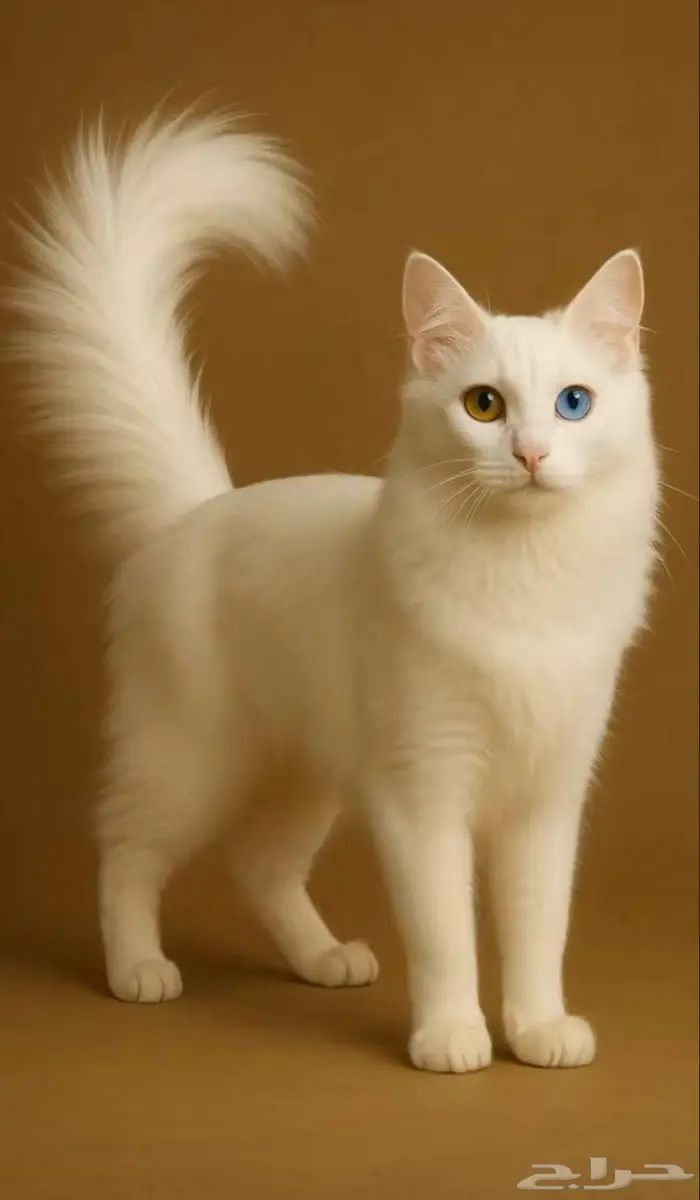 قطه تركية للبيع 0
