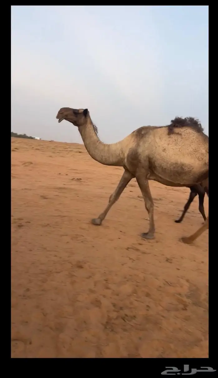 مصغر تحتها قعود دبياني 0