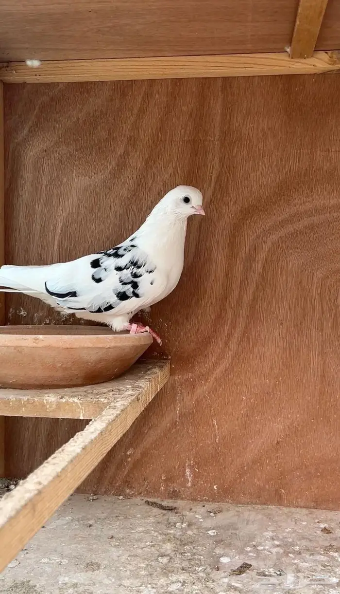 حمام قطيفي 1