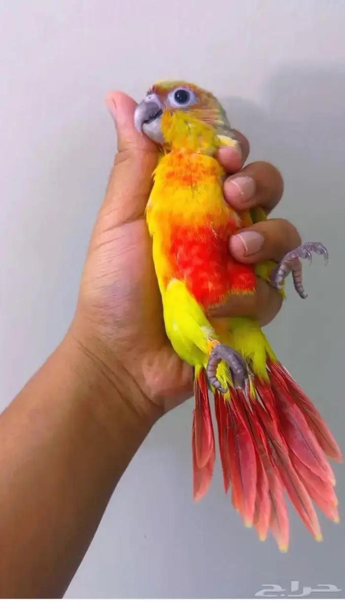 كنيور امريكانا دايلوت اليف 7