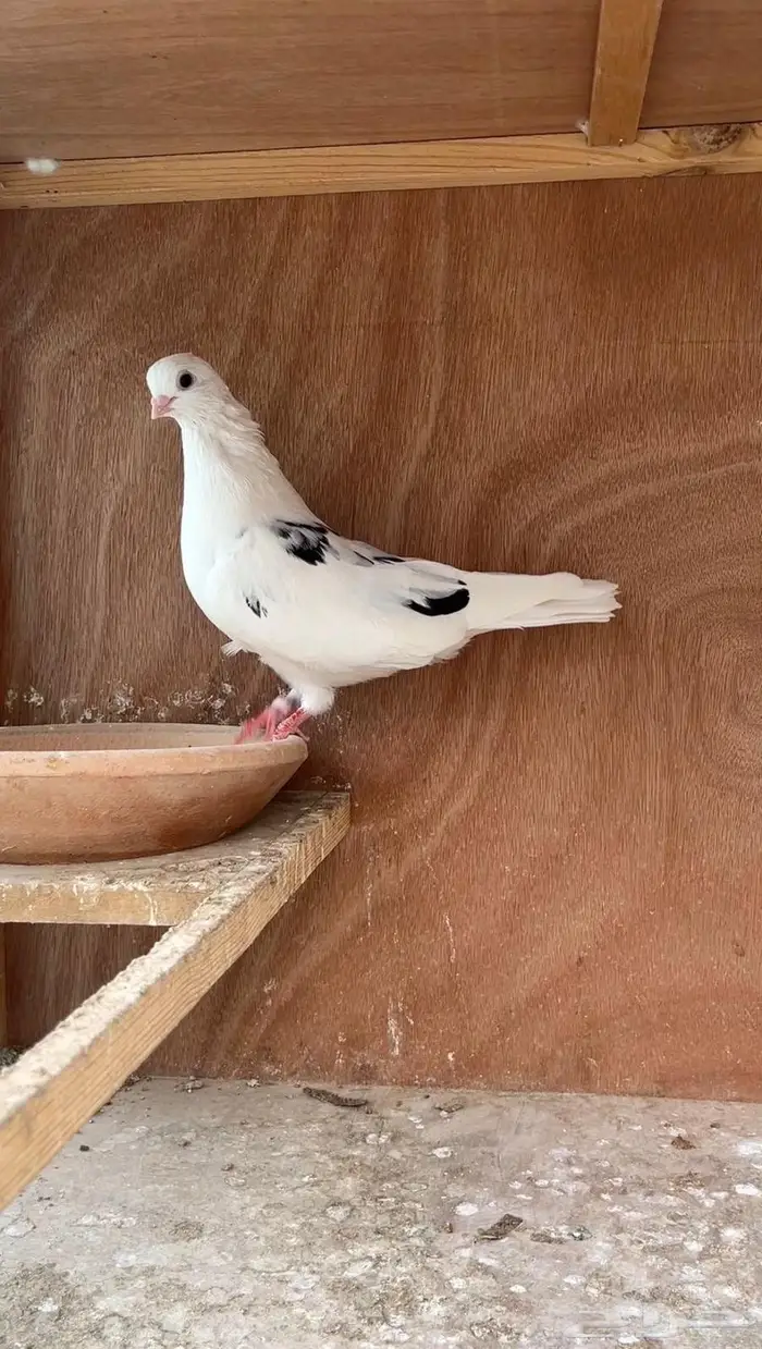 حمام قطيفي 0