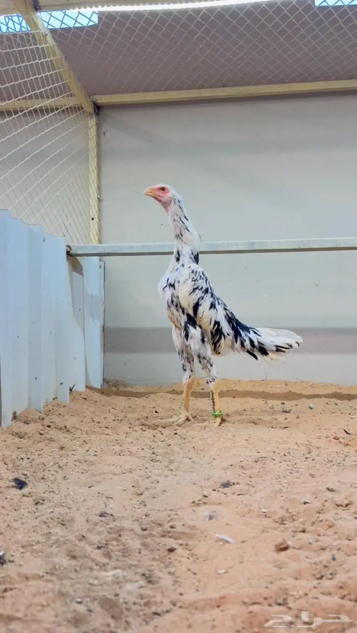 دجاجه شامو الماني هزاز بوران 0