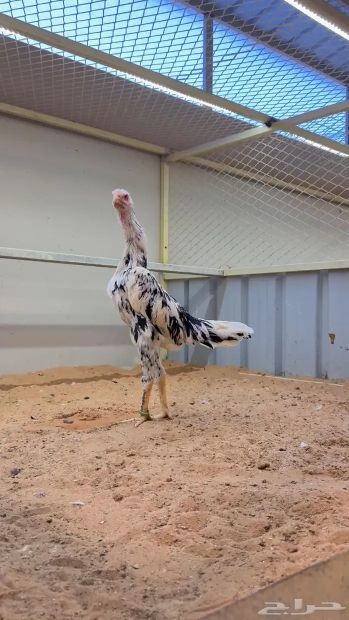 دجاجه شامو الماني هزاز بوران 1