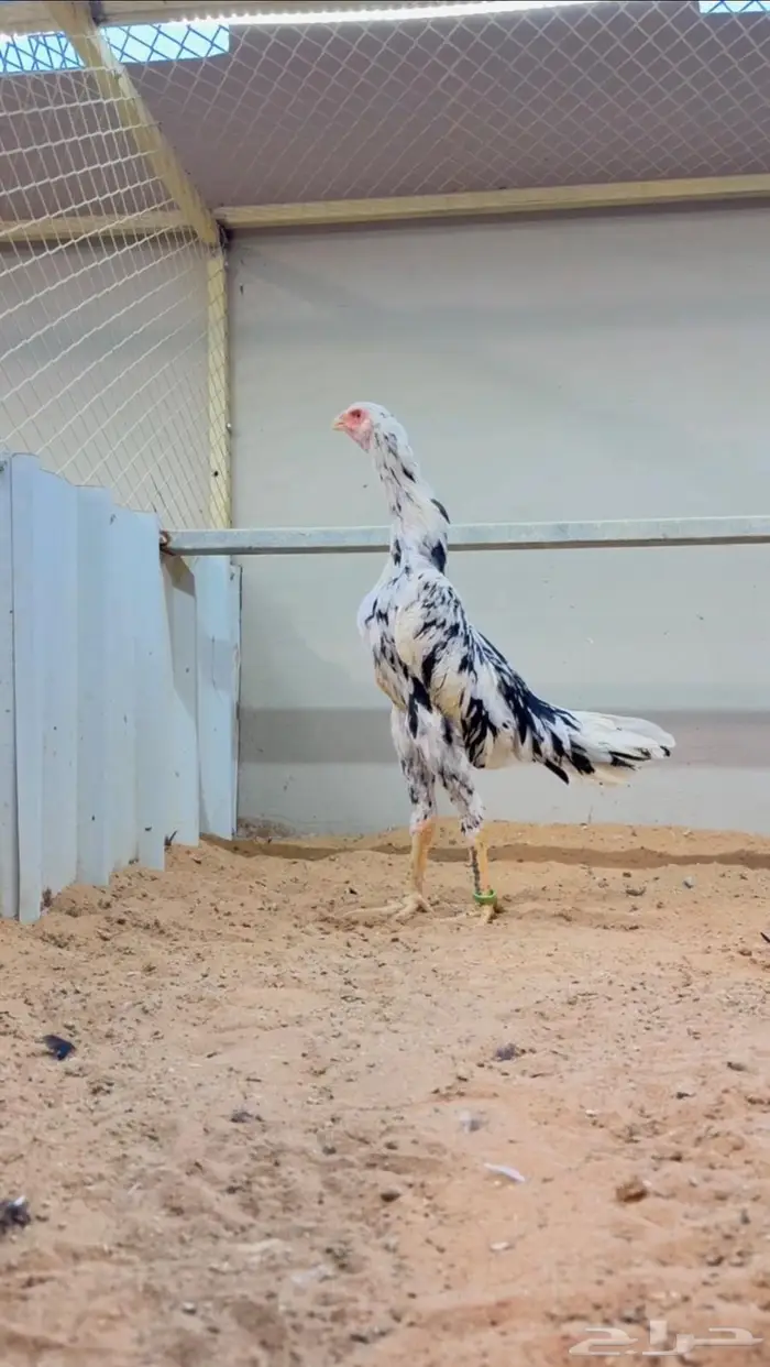 دجاجه شامو الماني هزاز بوران 2