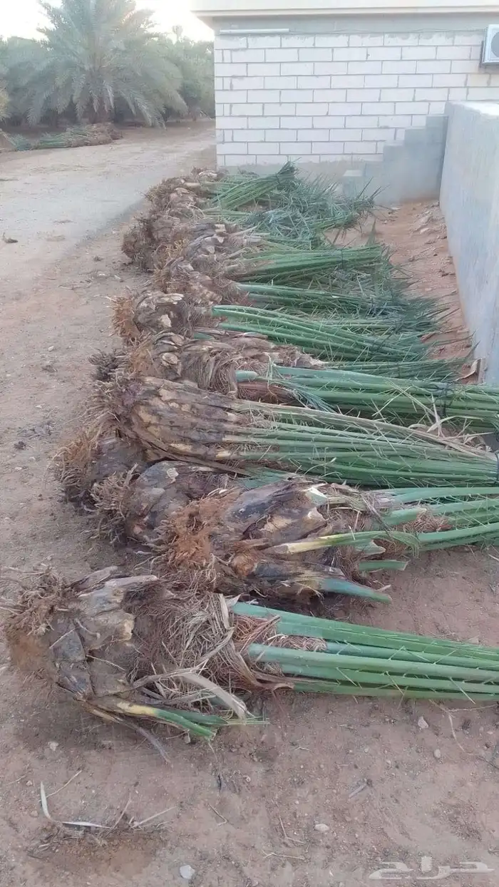 فسايل نخيل ونقايل نخيل للبيع 1