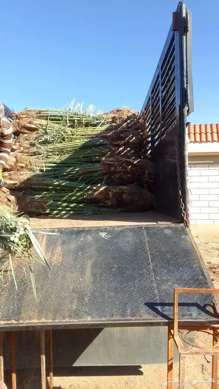 فسايل نخيل ونقايل نخيل للبيع 0