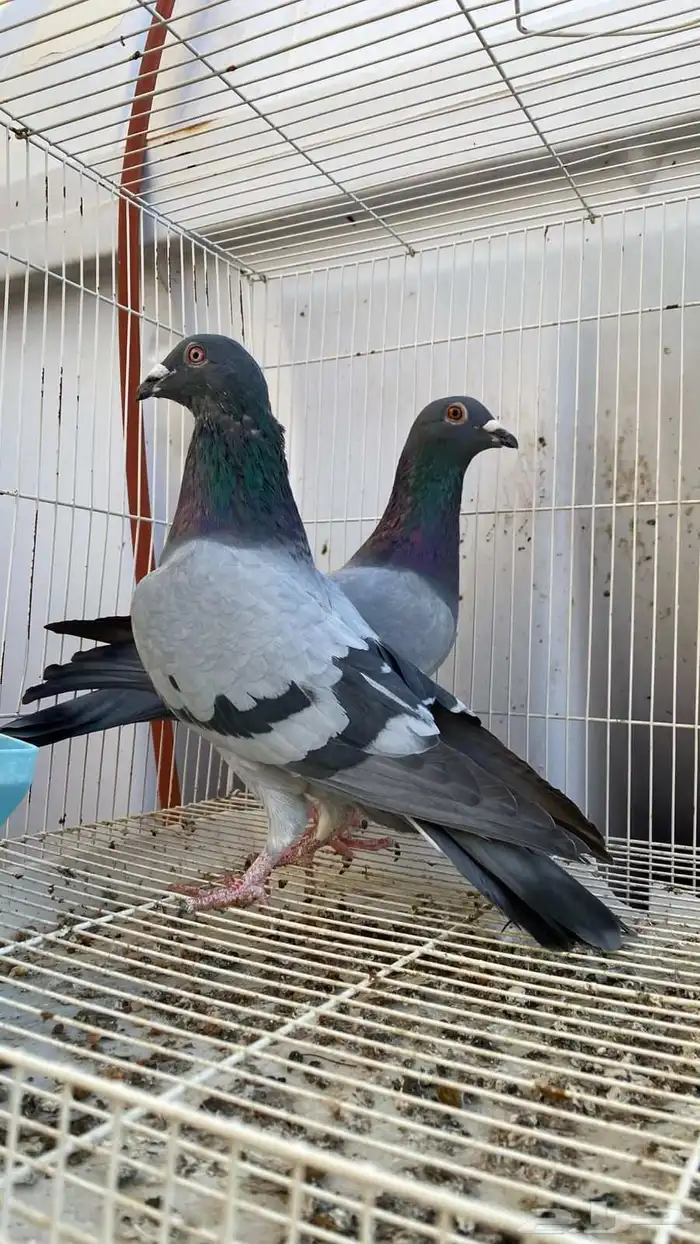 حمام زاجل جوز 0