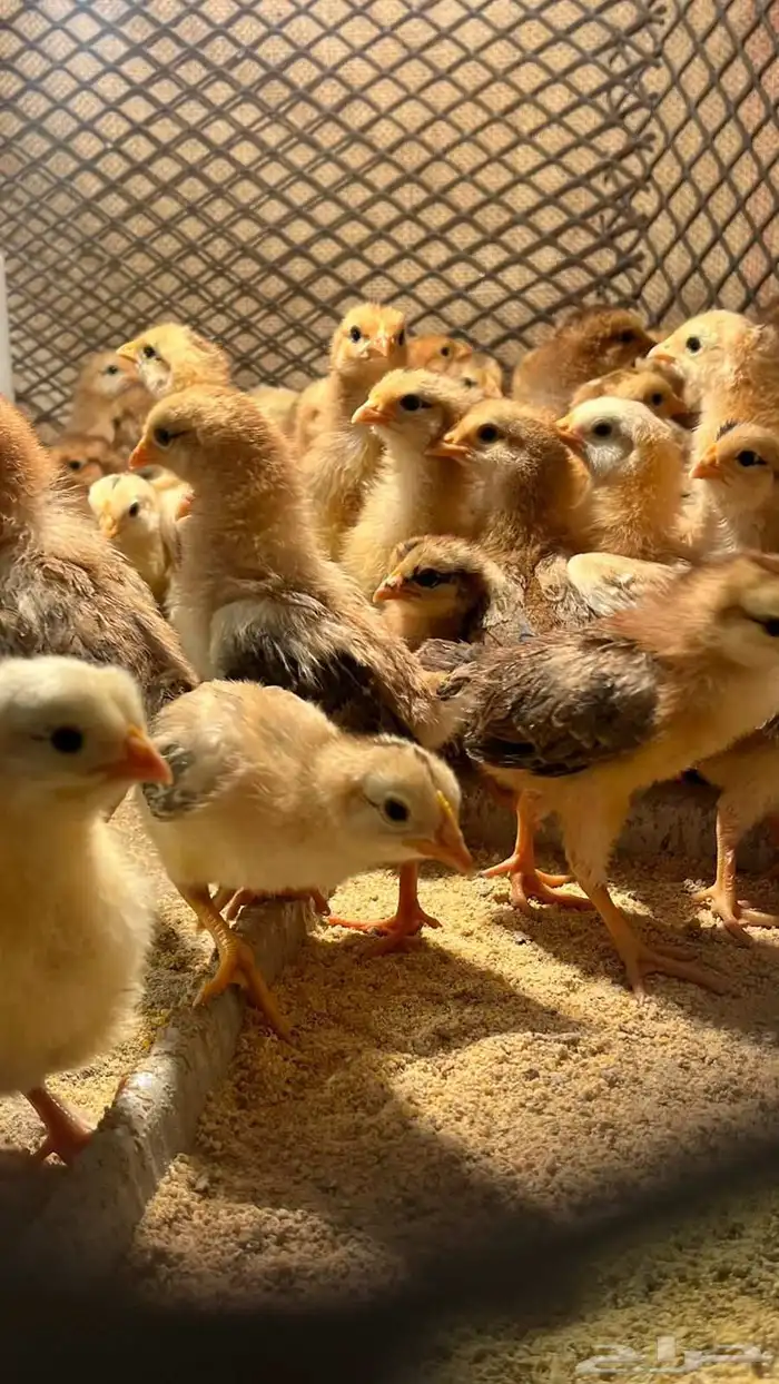 صوص فرنسي احمر 4