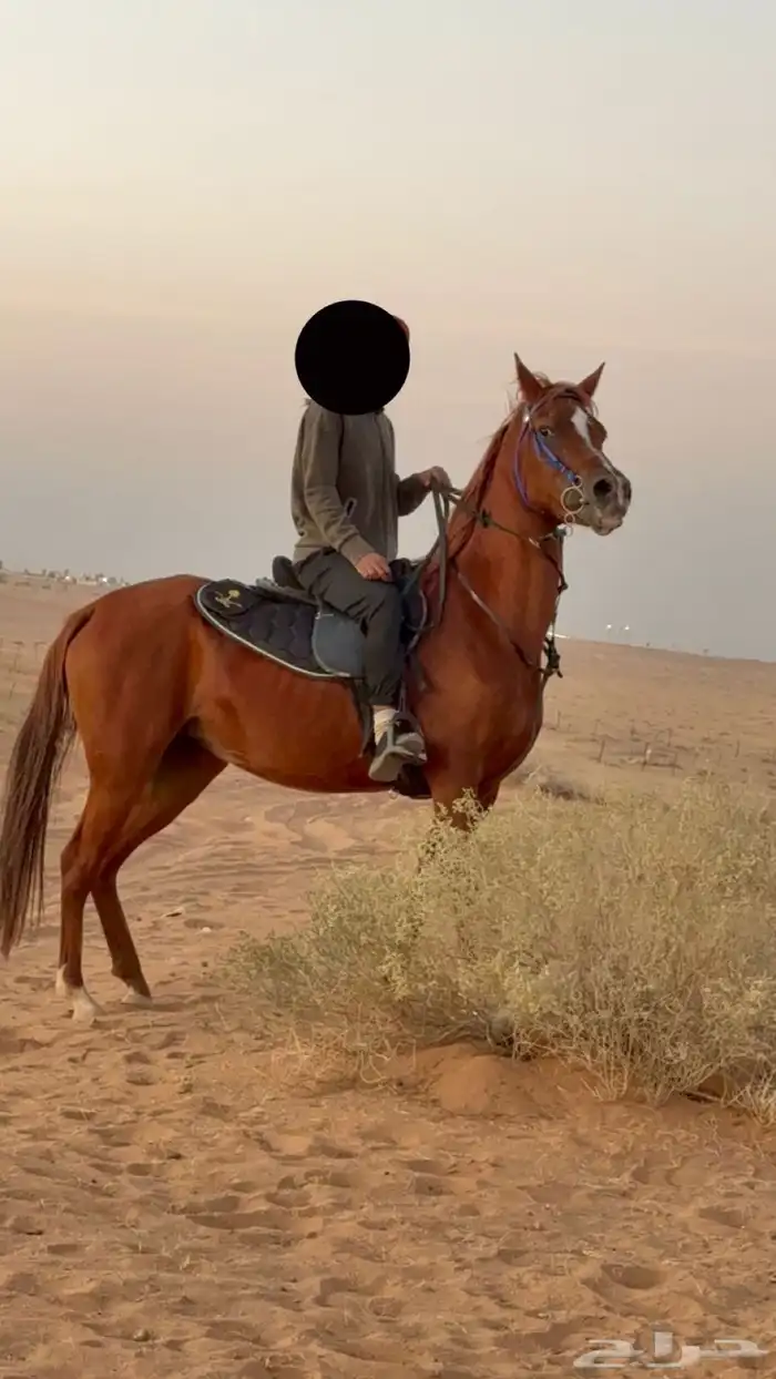 فرس شعبيه شيخه للبيع 0