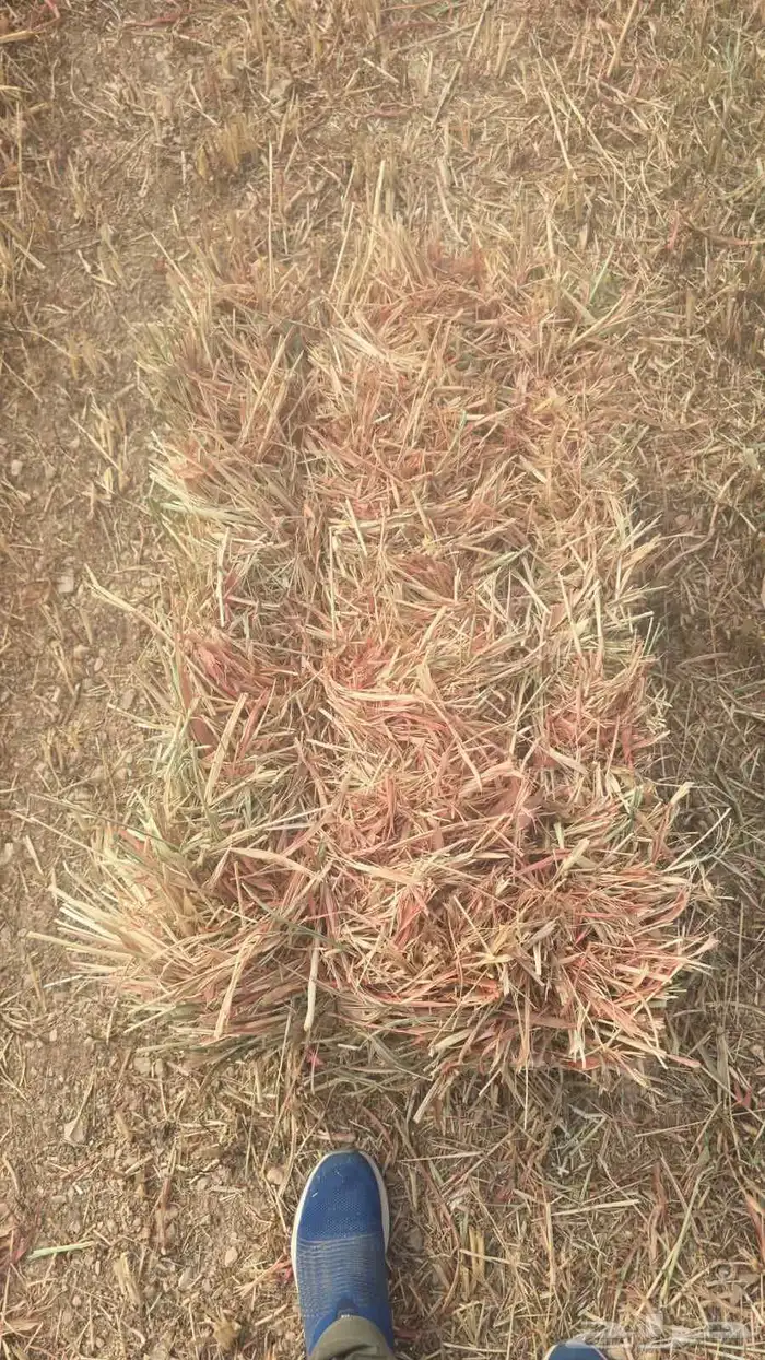 برسيم وتبن وزره ورودس لفات 0