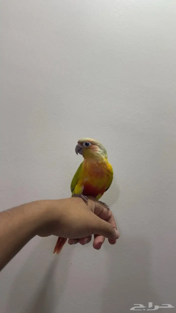 كنيور امريكانا دايلوت اليف 3