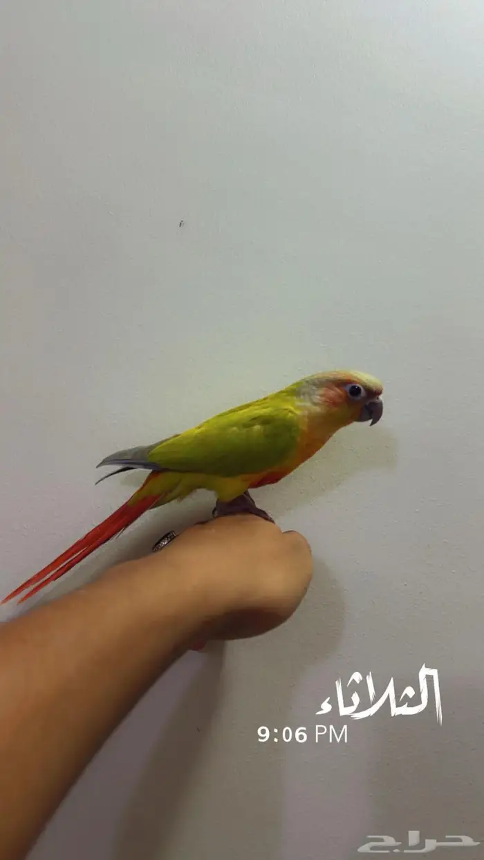 كنيور امريكانا دايلوت اليف 5