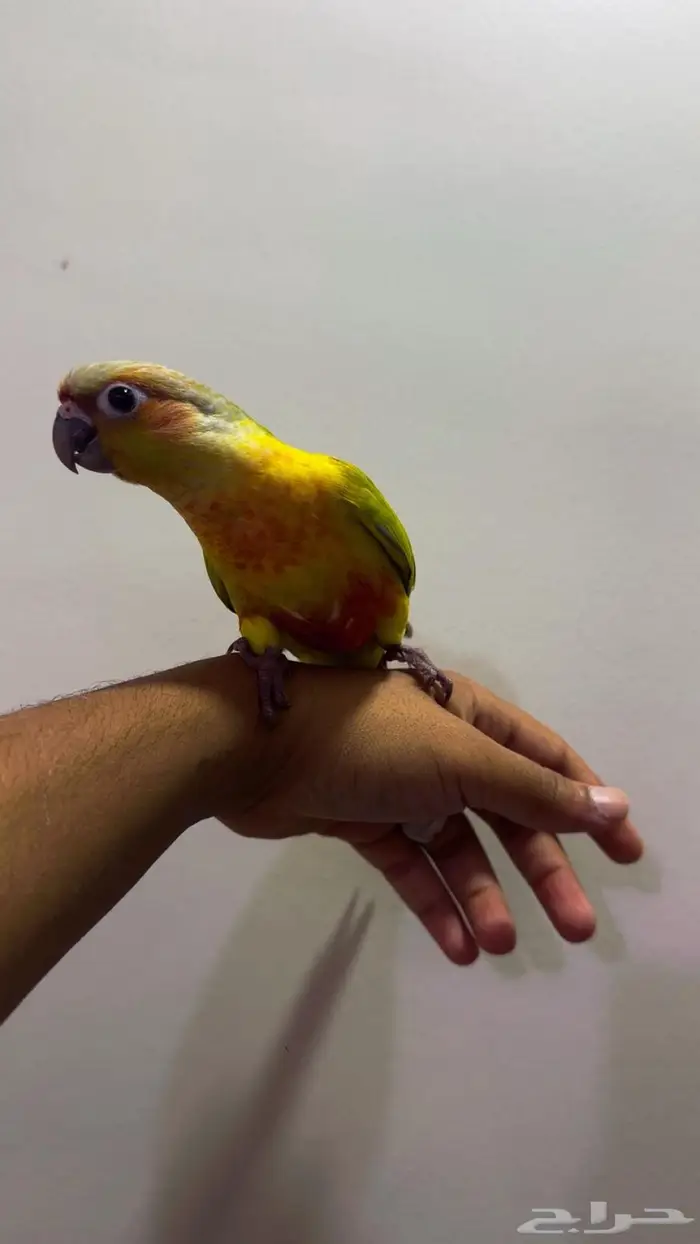 كنيور امريكانا دايلوت اليف 4