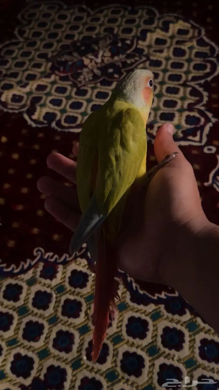 كنيور امريكانا دايلوت اليف 2