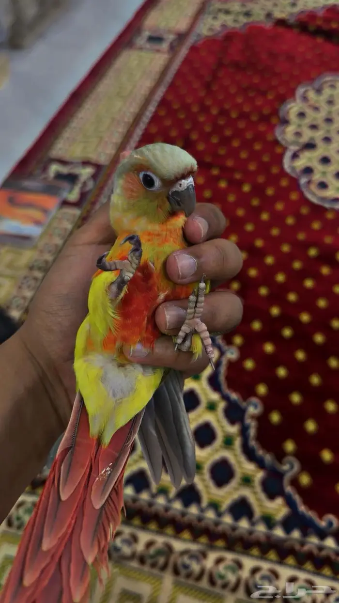 كنيور امريكانا دايلوت اليف 1