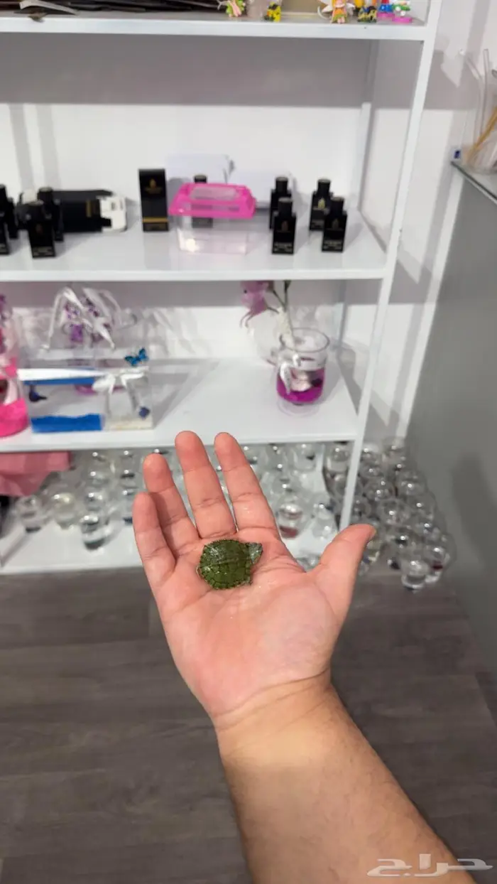 اسماك فايتر و سلاحف مع احواض 0